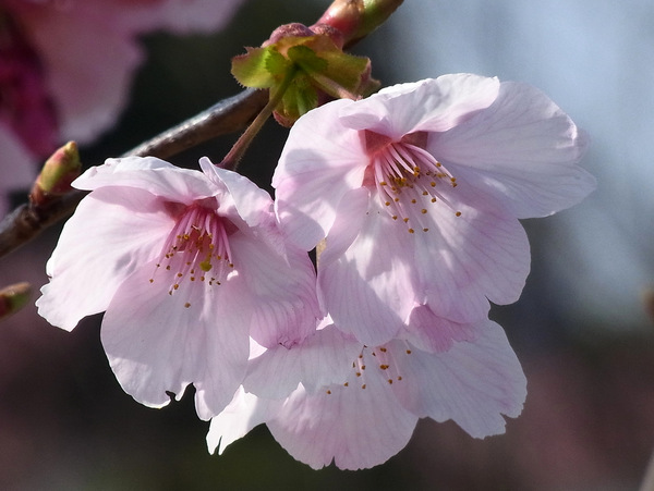 2-陽光桜.JPG