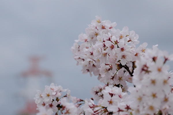 桜160403-1.JPG