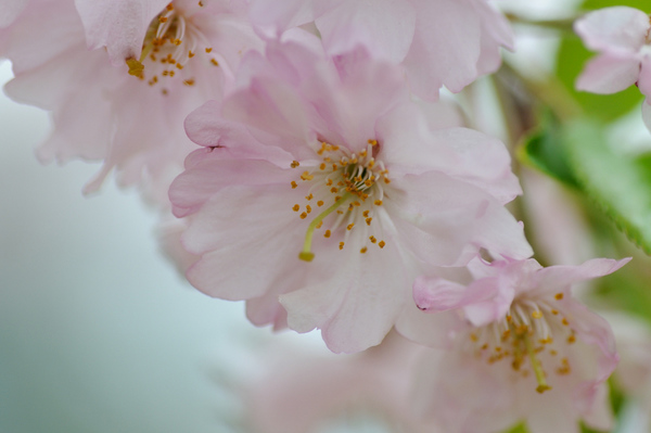 桜160403-2.JPG